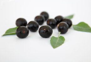 Acai-Beeren: Die Superberry