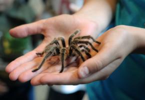Angstbewältigung - Spinne auf der Hand