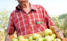 Senior mit einer Steige Äpfel in den Händen