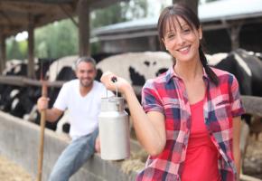 Praktikantin mit einer Milchkanne - im hintergrund sitzt der Bauer und die Kühe