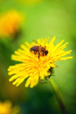 Biene auf Löwenzahnblüte - Bioland fordert Bienenschutz