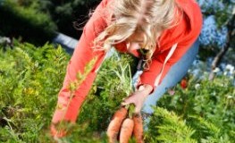 Bio-Garten - frische Karotten ernten