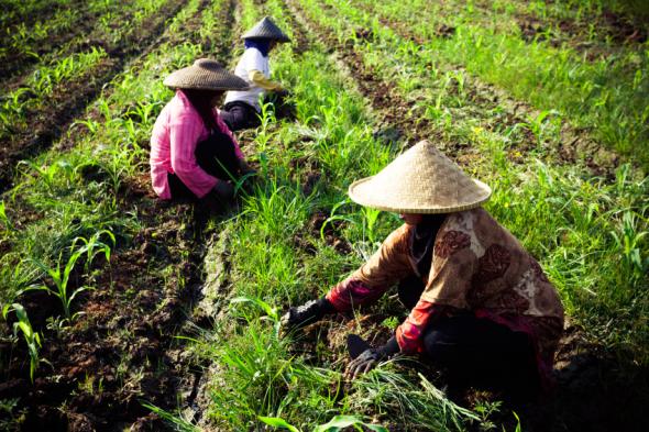 Arbeiterinnen auf dem Reisfeld bei der Arbeit