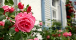 Rosen in der Blütezeit: Doch Vorsicht, Rosen brauchen auch viel Pflege.