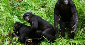Bonobo Affen lösen Konflikte mit Sex.