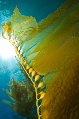 Braunalgen im Meer - diese Algen werden jetzt gezüchtet um den Biotreibstoff der Zukunft herzustellen