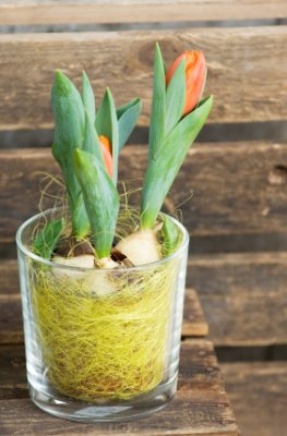 Deko-Ideen Tulpen: Blumenzwiebel im Glas