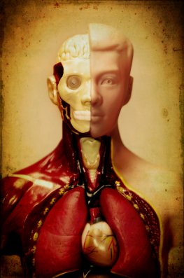 Der menschliche Körper und seine Organe