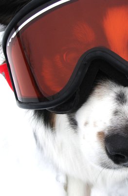 Der richtige Winterschutz für ihren Hund