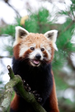 Der rote Panda steht auf der Roten Liste für gefährdete Tierarten
