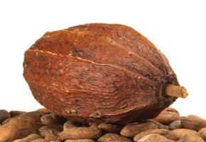 Die Kakaofrucht und Kakaobohnen