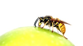 Eine Biene auf einem Apfel