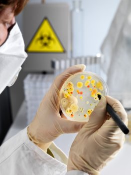 Epidemien - Bakterien in einer Petrischale