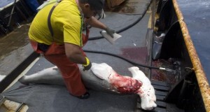 Fischer schneidet einem Hammerhai die Flossen ab Bild: © picture alliance / WaterFrame