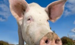 Fleisch mit Gesicht - ein Schwein vom Bio-Bauernhof