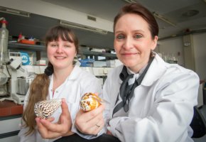 Dr. Alesia A. Tietze und Prof. Dr. Diana Imhof untersuchten das Nervengift (Conotoxin µ-PIIIA) der Kegelschnecke (Conidae)