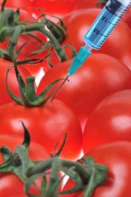 Gen-Food - Genmanipulierte Tomaten als Nahrungsmittel der Zukunft