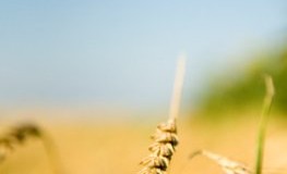Goldener Weizen - Bauern dürfen alte Saagut-Sorten wieder anbauen