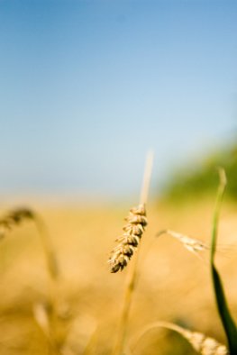 Goldener Weizen - Bauern dürfen alte Saagut-Sorten wieder anbauen