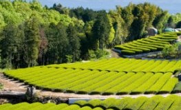 Grüner Tee Felder am Fuße des Fujiyama