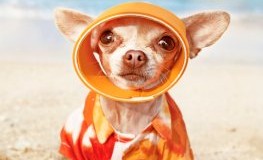 Hundeurlaub: La Spiaggia di Pluto - der Strand für Hunde