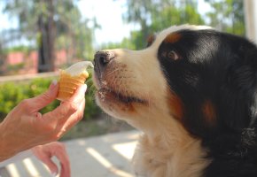 Hundeeis: Der Hund bekommt ein Eis