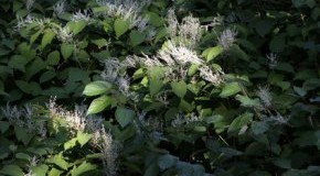 Invasive Pflanzenart - Der japanische Staudenknöterich