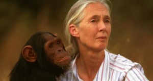 Jane Goodall mit einem kleinen Schimpansen.