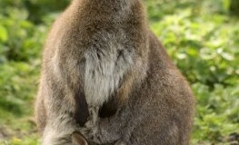 Känguru-Mutter mit einem Baby