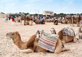 Kamelreiten in der Sahara