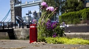 Kaputte Straßen in London - Aus Protest werden die Löcher mit Pflanzen versehen