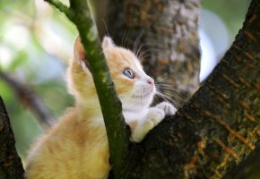 Kleine Katze sitzt im Baum