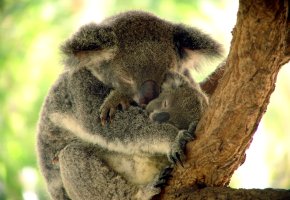Koalas beim Mittagsschlaf