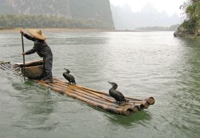 Fluss Guilin in China: Kormorane bei der Arbeit