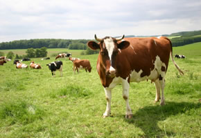 Kühe auf der Weide im Westerwald
