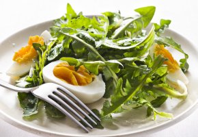 Löwenzahn Salat mit Eiern