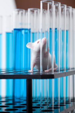 Gentest: Labormaus - eine Maus im Labor