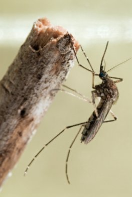 Mosquitos und Stechmücken sind Überträger für das West-Nil-Fieber