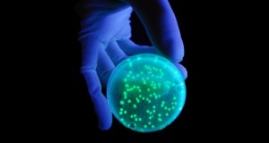 Keime in einer Petrischale unter UV-Licht