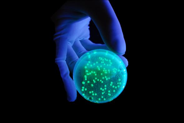 Keime in einer Petrischale unter UV-Licht