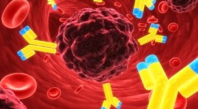 Nanotechnologie: Antikörper attackieren eine Krebszelle