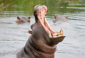 Nilpferd - Flusspferde können sehr ungemütlich werden