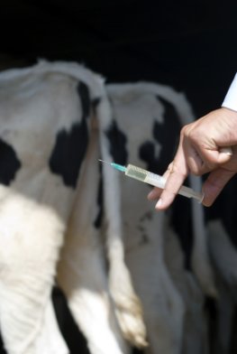 Nutztiere werden mit Antibiotika behandelt