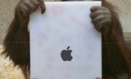 Orang-Utan Mahal mit einem iPad