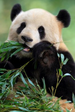 Pandabär frisst Bambus - der Kot wird als Dünger auf Teeplantagen eingesetzt