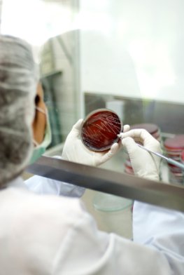 Petrischale - Bakterien und Keime werden im Labor getestet
