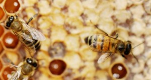 Bienen verschließen mit Propolis die waben.