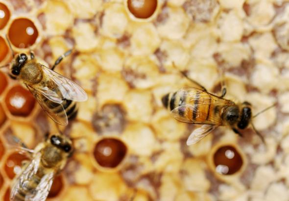 Bienen verschließen mit Propolis die Waben in ihrem Bienenstock.