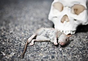 Ratten waren die Überträger der Pest