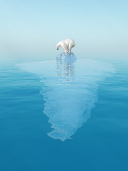 Rekordschmelze - ein Eisbär auf dem letzten Eisberg in der Arktis
